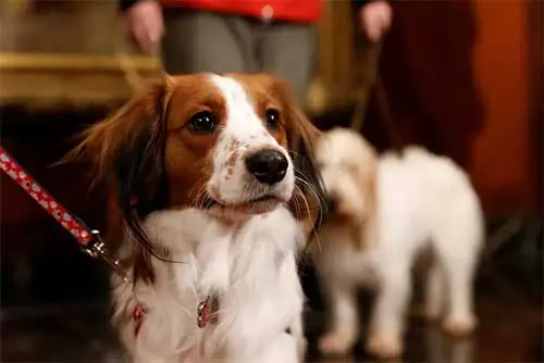 akc