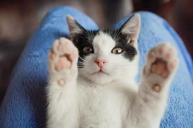 cat2