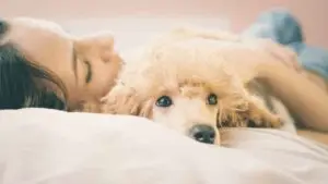 dog person laying