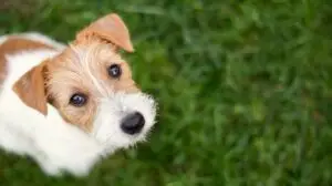 dog sitting2