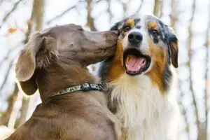 dogs