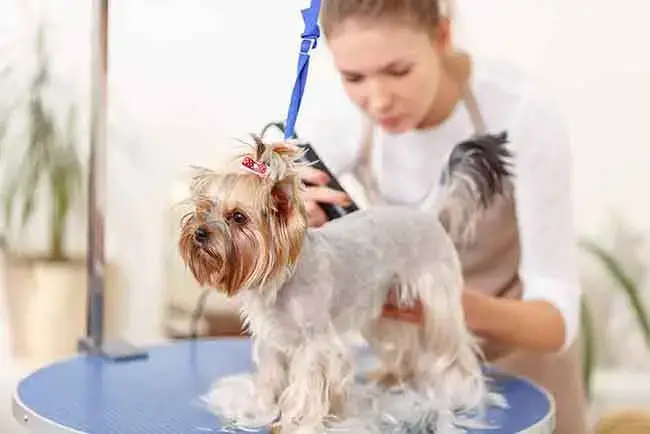 grooming