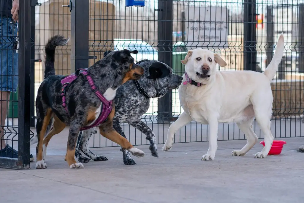 Dogs playing together in a fenced dog park area, showcasing playful interaction.