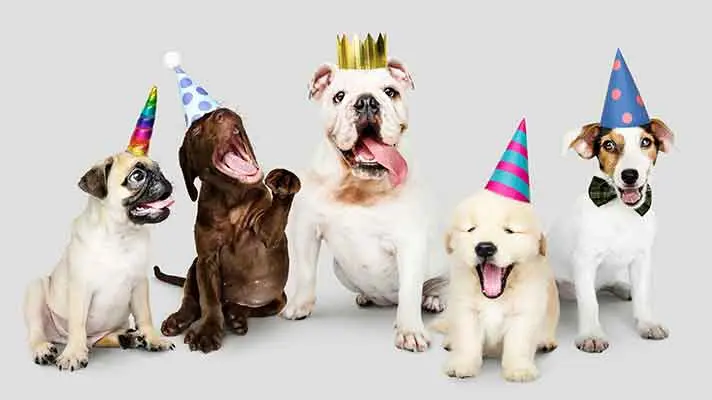 yappy2
