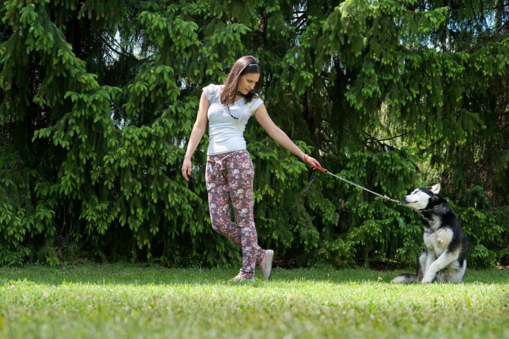 Positive Reinforcement Training for Dogs image