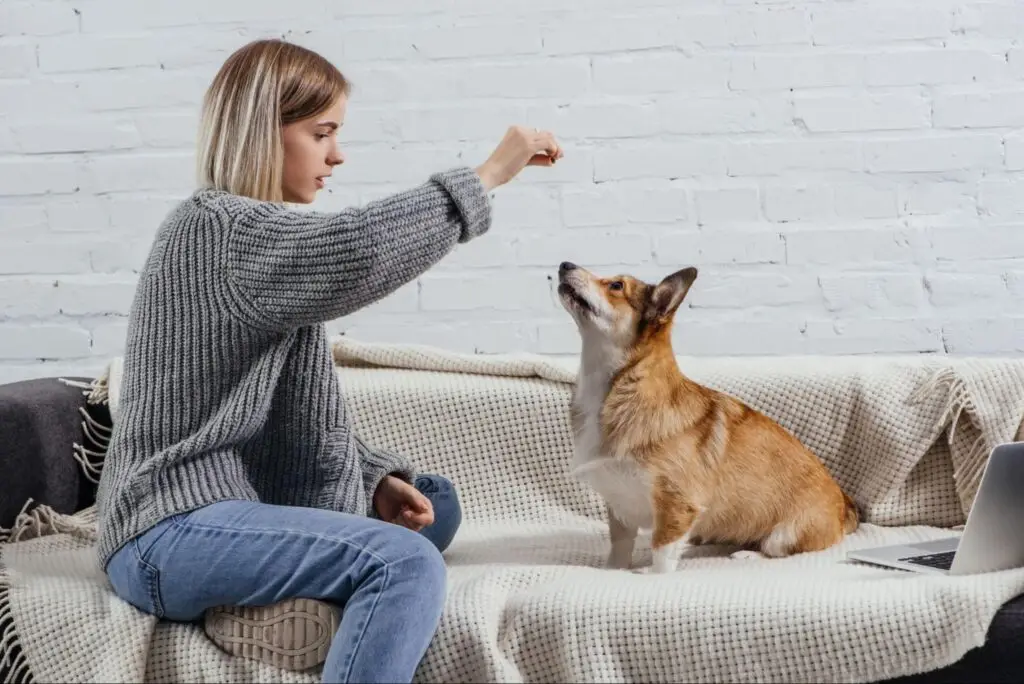 positive reinforcement for dogs