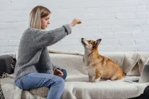 positive reinforcement for dogs