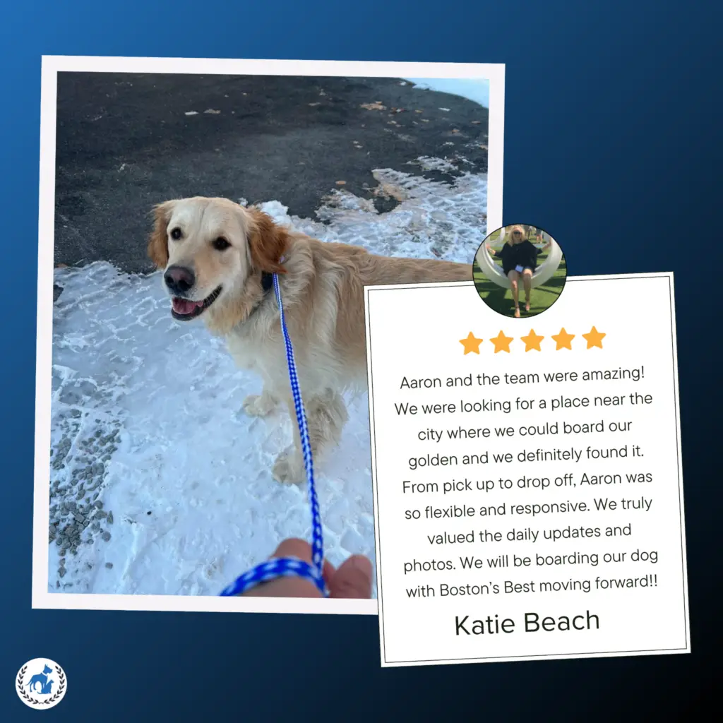 Image of a Golden Retriever on a walk on a winter day with a five star review from Katie Beach praising Boston's Best Dog Walker's excellent service and care for her dog.