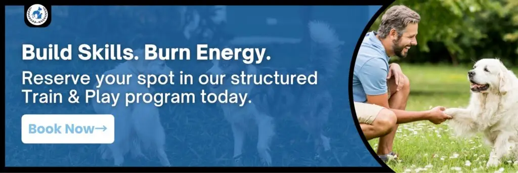 A call-to-action banner encouraging the reader to save a spot at Boston's Best Dog Walker's Train and Play school, with an image of a man shaking hands with his long-haired Labrador dog.