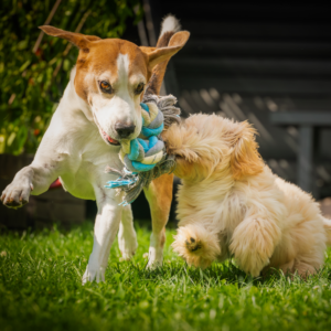 A small and a medium-sized dog are running and playing tug of war with a chew toy.