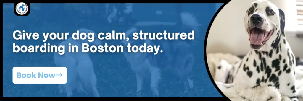Happy Dalmatian dog with text encouraging the reader to book dog boarding in Boston with Boston's Best Dog Walkers