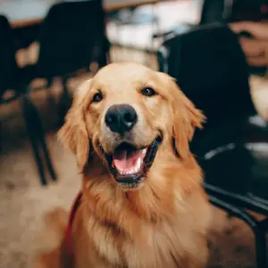 Golden retriever smiling inside a waiting room.