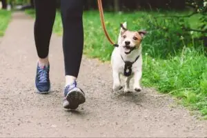 Person walking a small dog on a leash along a paved path bordered by grass.