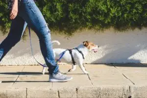 Dog walking on a leash beside a person along a sidewalk.