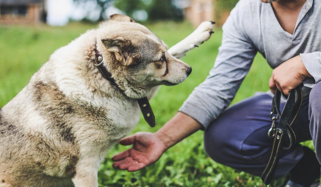 Person kneeling on the grass and reaching toward a dog holding up one paw outdoors.