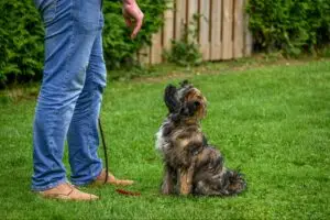 Dog sitting on grass and looking up at a trainer during an outdoor obedience session.