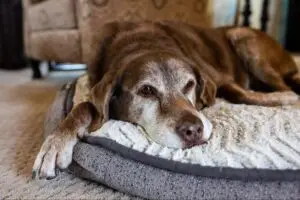 Senior chocolate Labrador resting with its head on a plush dog bed indoors.