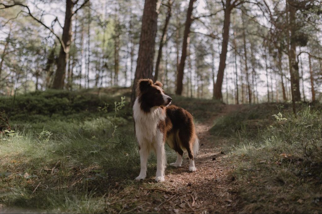 Brown and white border collie stands on a narrow forest trail surrounded by tall trees and green undergrowth.