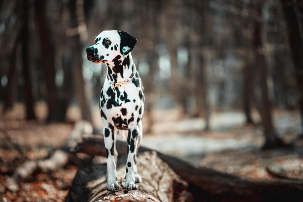 Dalmatian wearing a collar stands on a fallen log in a forest, looking to the side.