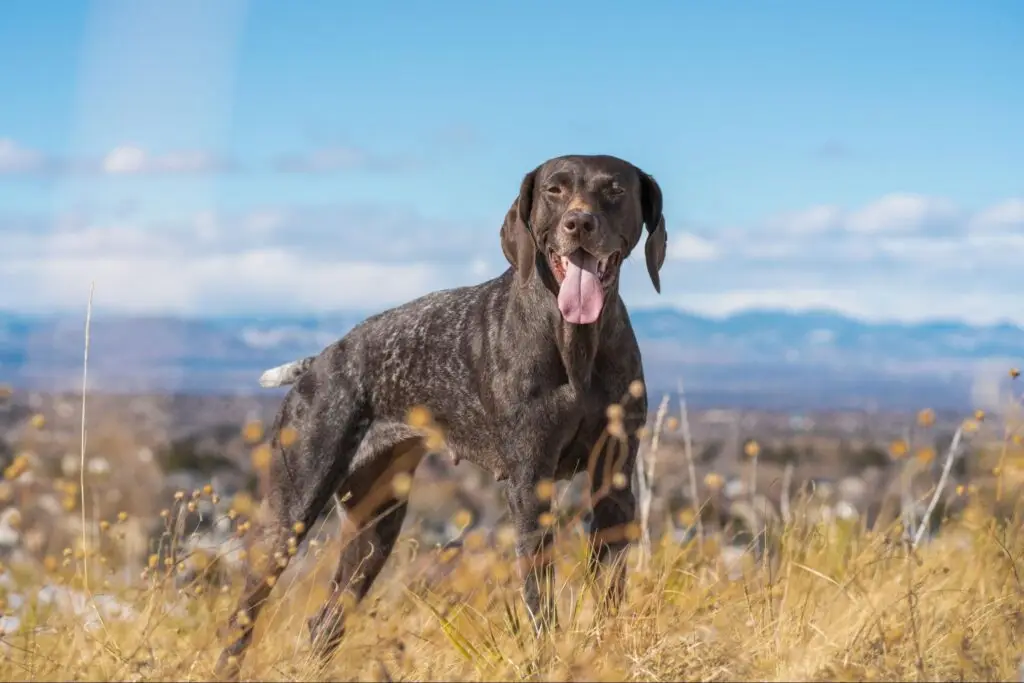 German shorthaired pointer stands in dry grass and yellow wildflowers with distant mountains in the background.