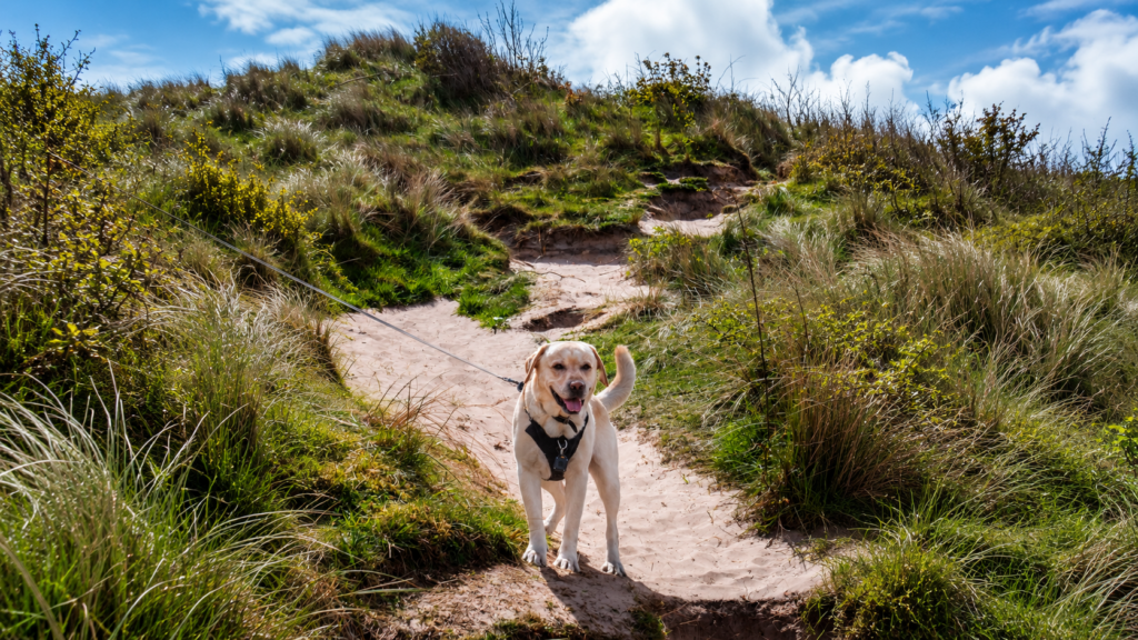 Yellow Labrador wearing a black harness and leash stands on a sandy trail surrounded by tall grass and shrubs.