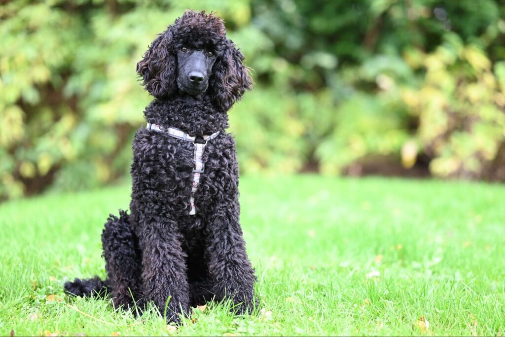 Black poodle wearing a patterned harness sits on green grass with leafy trees in the background.