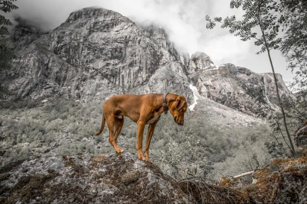 Brown dog wearing a collar stands on a mossy boulder with rugged mountain cliffs in the background.