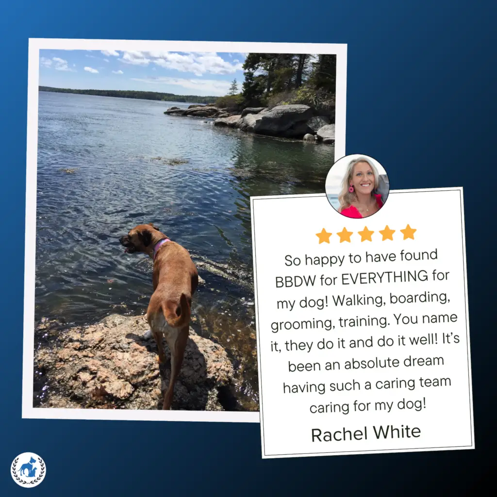 Brown dog standing on a rocky lakeshore beside a five-star Boston’s Best Dog Walkers customer review praising their dog walking, boarding, grooming, and training services.