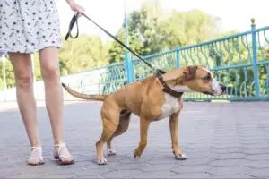Brown and white dog standing on a paved walkway beside a blue railing while being held on a leash.