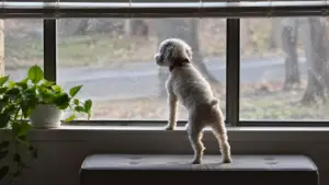 Small curly-haired dog stands on a cushioned bench with its front paws on the windowsill, looking outside beside a potted plant.