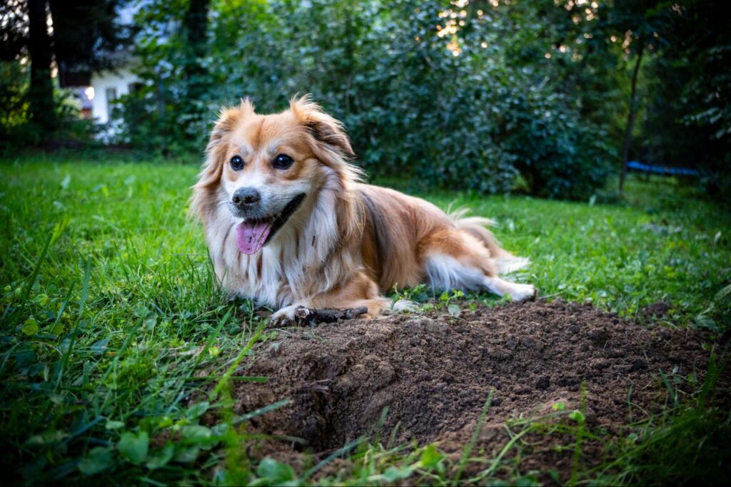 Tan and white dog lying on grass beside a freshly dug hole in a backyard.