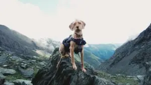 Dog wearing a hiking harness sits on a large rock overlooking a rugged mountain valley.