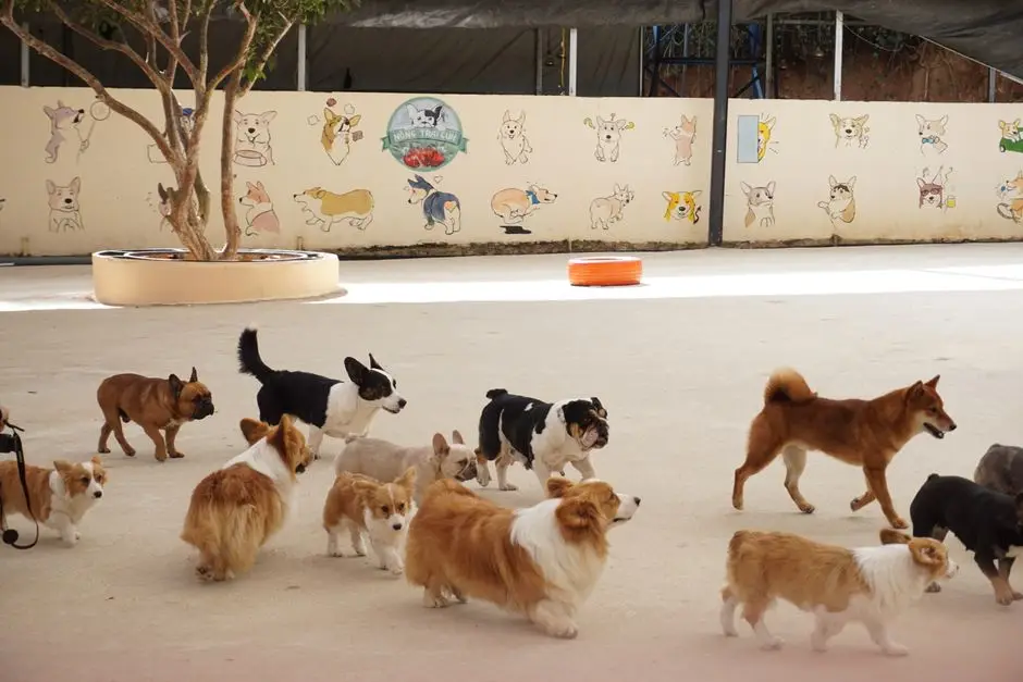 Dogs of various breeds and sizes socializing in a spacious outdoor dog daycare area with colorful dog illustrations painted on the walls.