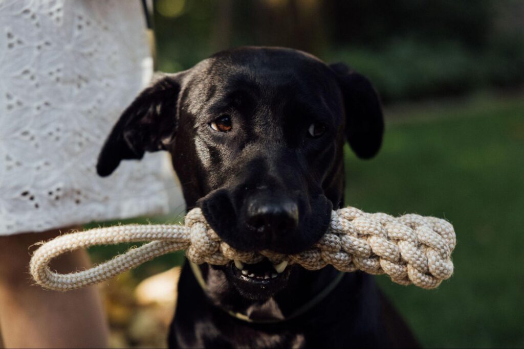 dog holding toy