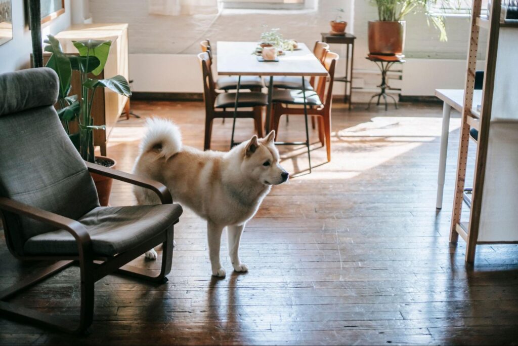 dog pacing apartment
