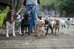 Dog walker holding colorful leashes attached to a group of dogs of different sizes on a sidewalk.