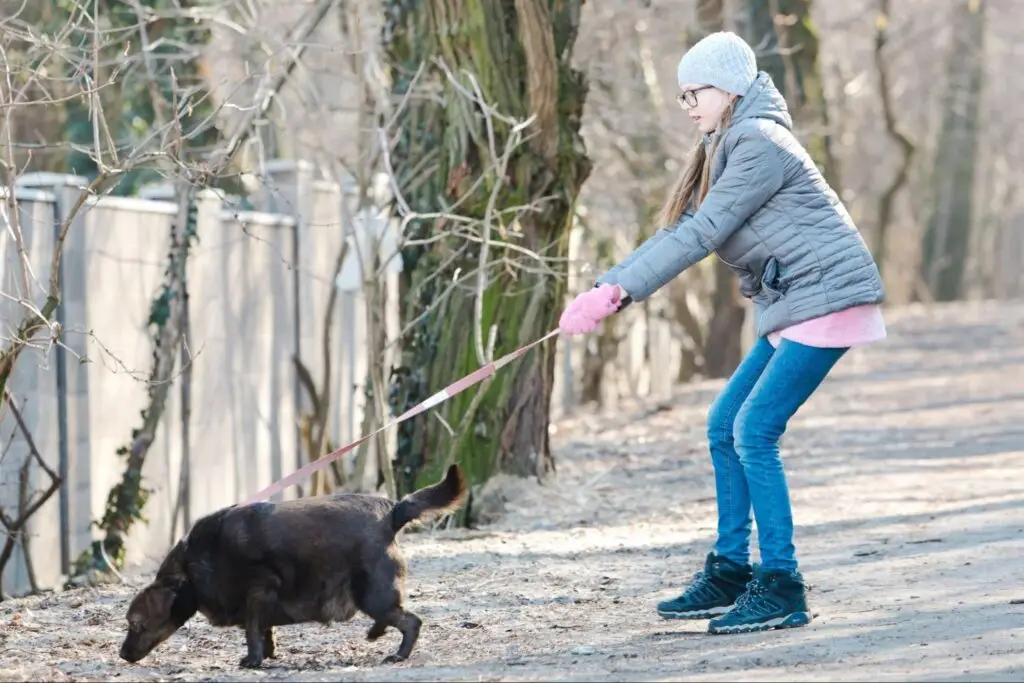 Young girl in winter clothing holding a taut leash as a black dog pulls forward along a wooded walking path.