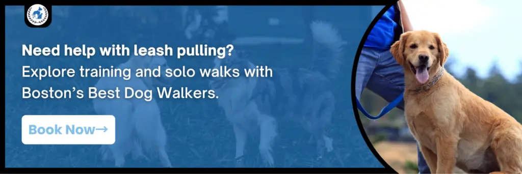 Boston’s Best Dog Walkers banner promoting leash-pulling training and solo walks, featuring a golden retriever and a “Book Now” button.