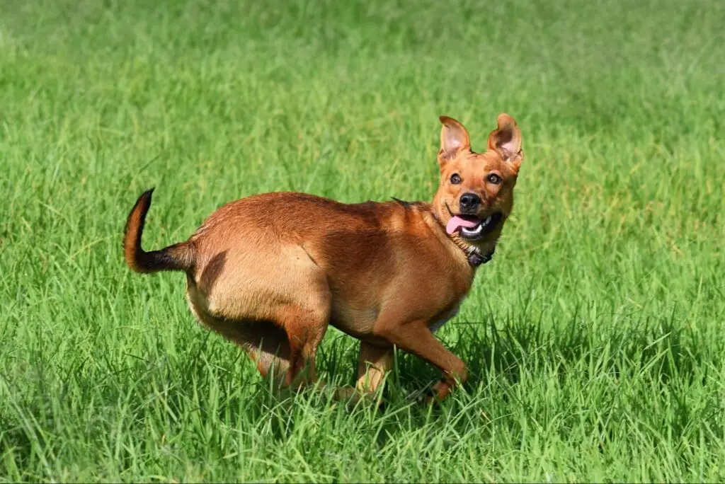 Brown dog running through green grass while looking back toward the camera.