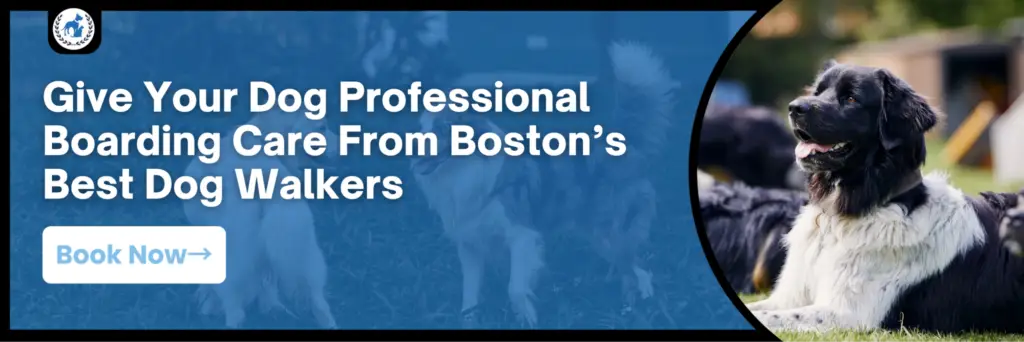 Boston’s Best Dog Walkers boarding banner featuring a relaxed black-and-white dog and a call to book professional dog boarding care in Boston.