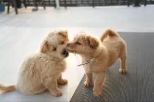 Two fluffy tan puppies tug on opposite ends of a chew stick beside a floor mat.