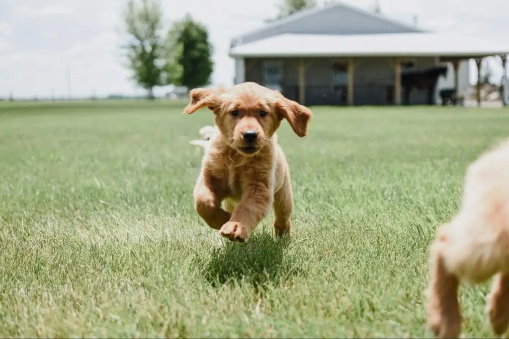 Golden retriever puppy running toward the camera across a grassy lawn with its ears flopping and front paws lifted off the ground.