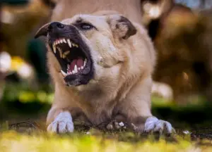 Close-up of a tan dog lying on the grass with its mouth open, baring its teeth in an aggressive display.